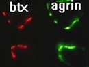 agrin-btx-klein